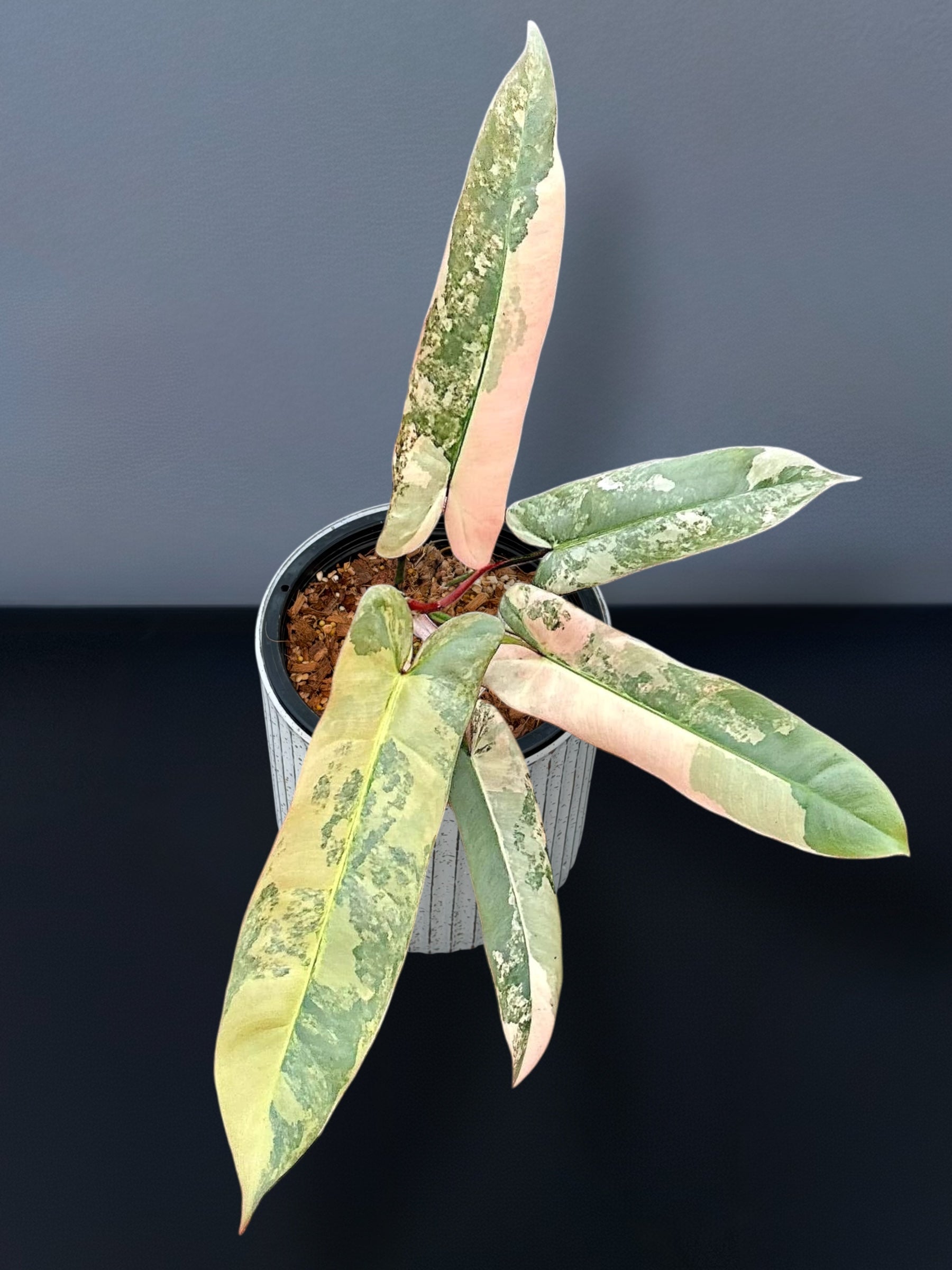 大　Philodendron atabapoense pink フィロデンドロン Philodendron Atabapoense Pink Variegated – Siamplantes