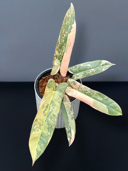 Philodendron Atabapoense Pink Variegated