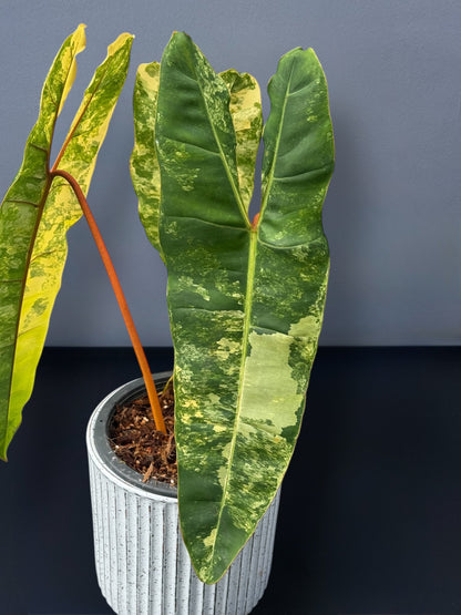 Philodendron Billietiae Variegated