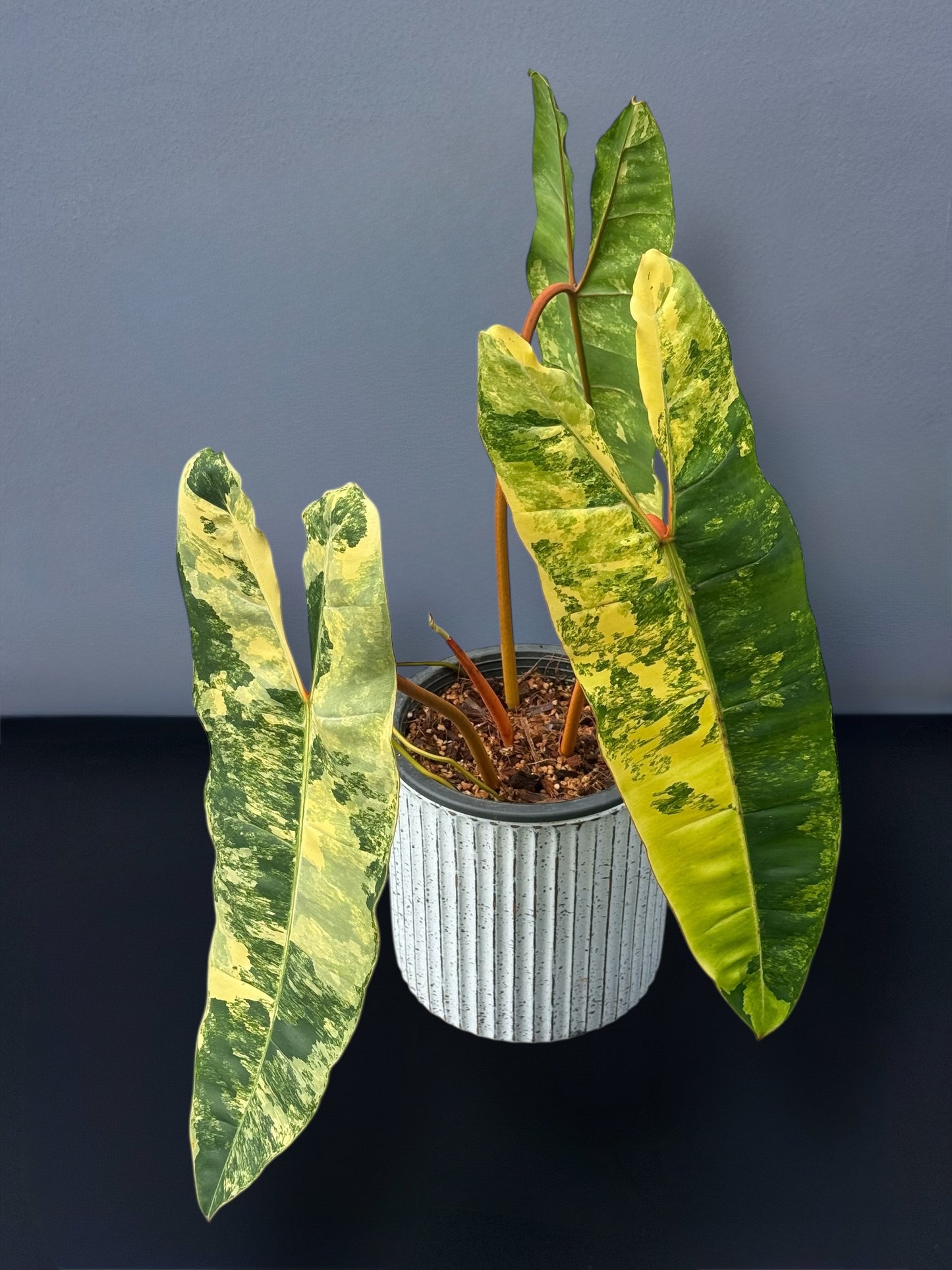 Philodendron Billietiae Variegated