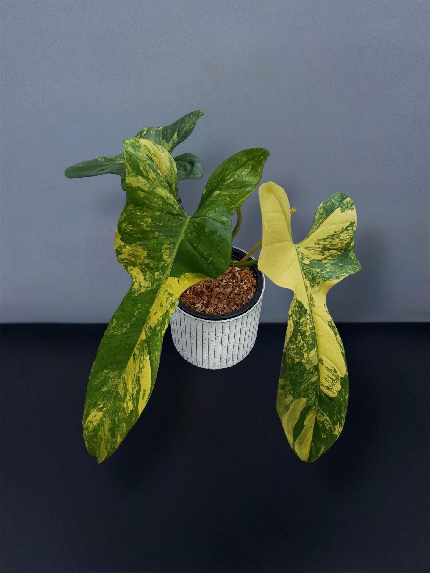 Philodendron Bipennifolium Violin Variegated