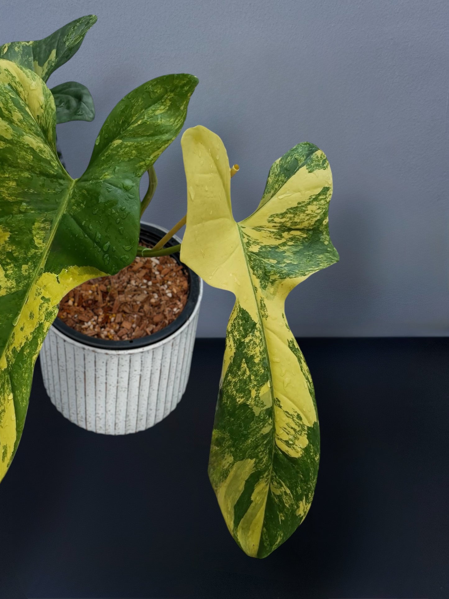 Philodendron Bipennifolium Violin Variegated