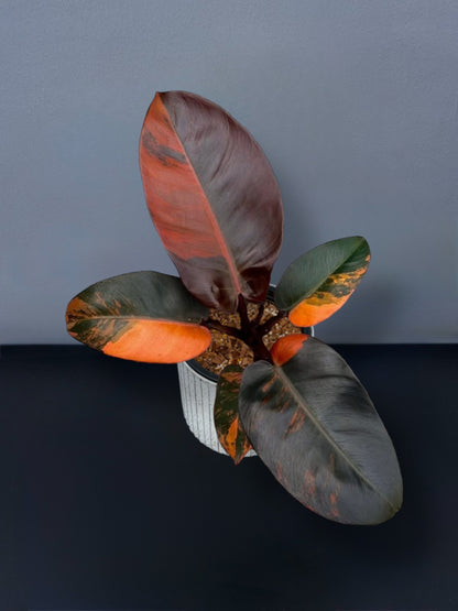 Philodendron Black Cardinal No.1 Variegated