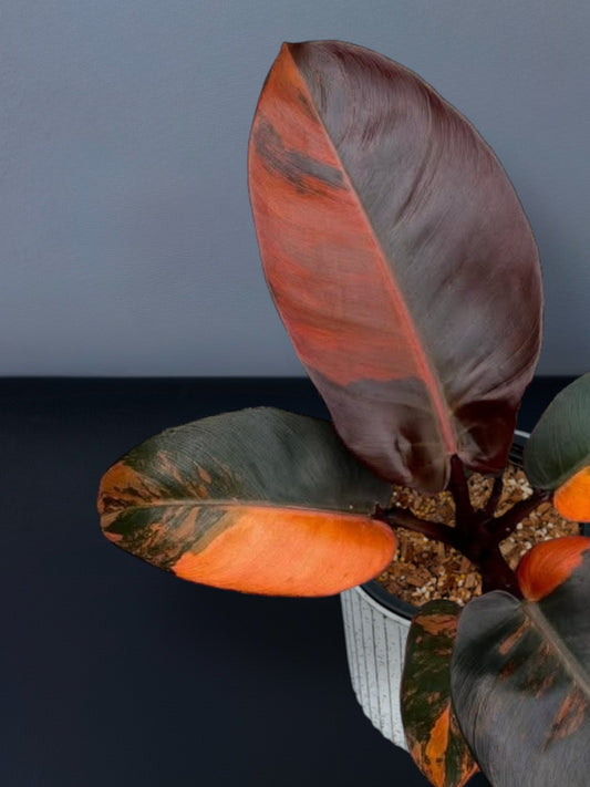 Philodendron Black Cardinal No.1 Variegated