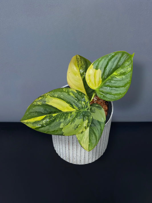 Philodendron Brandtianum Variegated