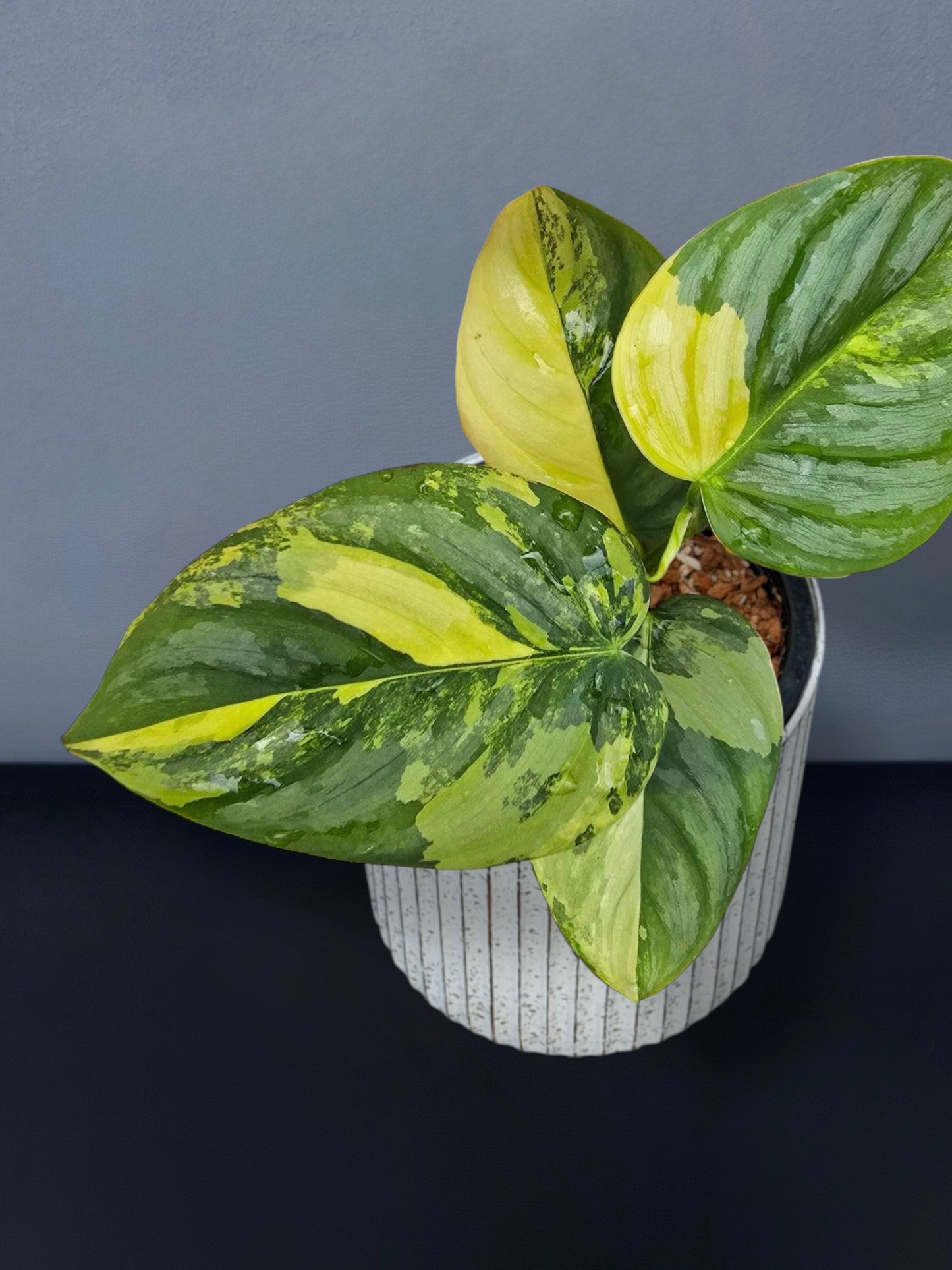 Philodendron Brandtianum Variegated
