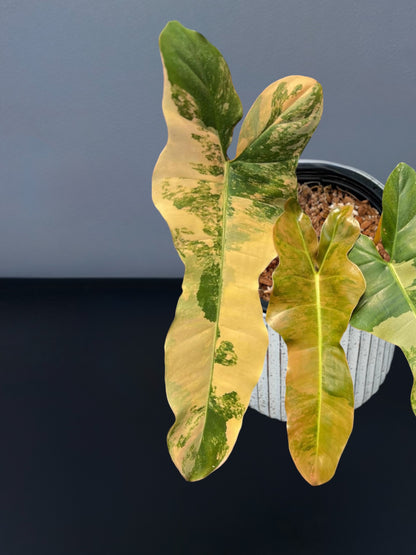 Philodendron Brown Beauty Variegated