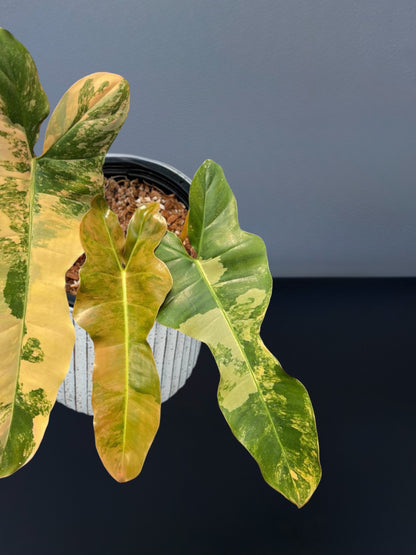 Philodendron Brown Beauty Variegated