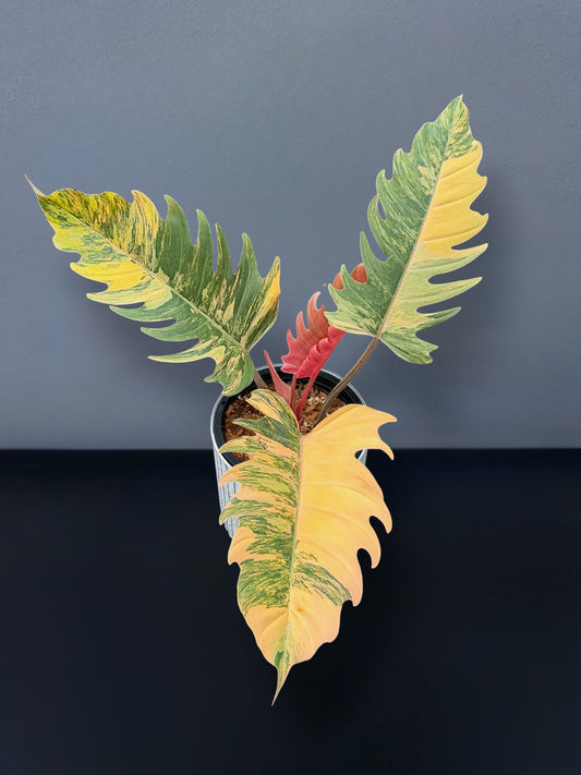 Philodendron Caramel Marble
