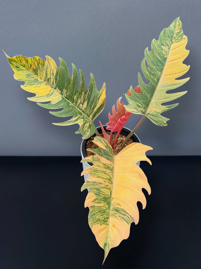 Philodendron Caramel Marble