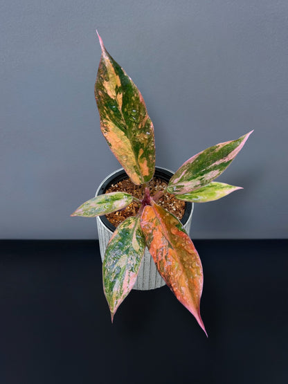 Philodendron Caramel Marble Fire Tiger Variegated