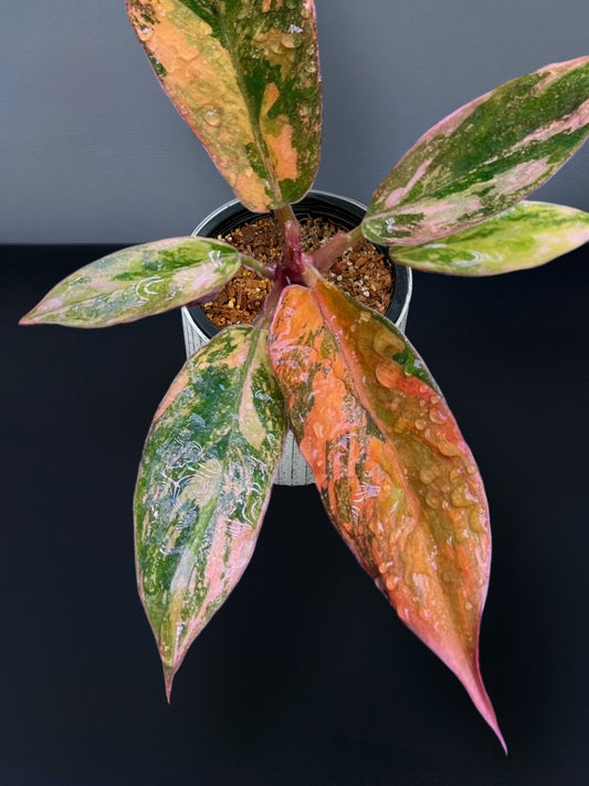 Philodendron Caramel Marble Fire Tiger Variegated