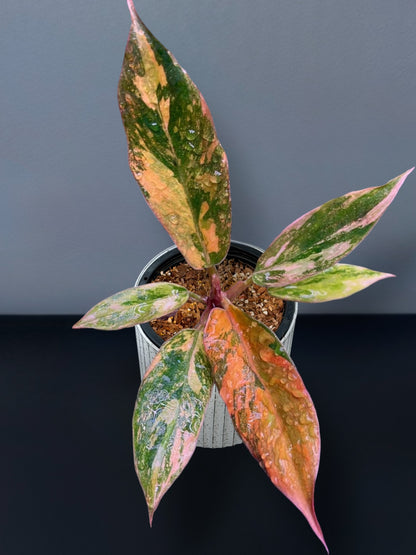 Philodendron Caramel Marble Fire Tiger Variegated