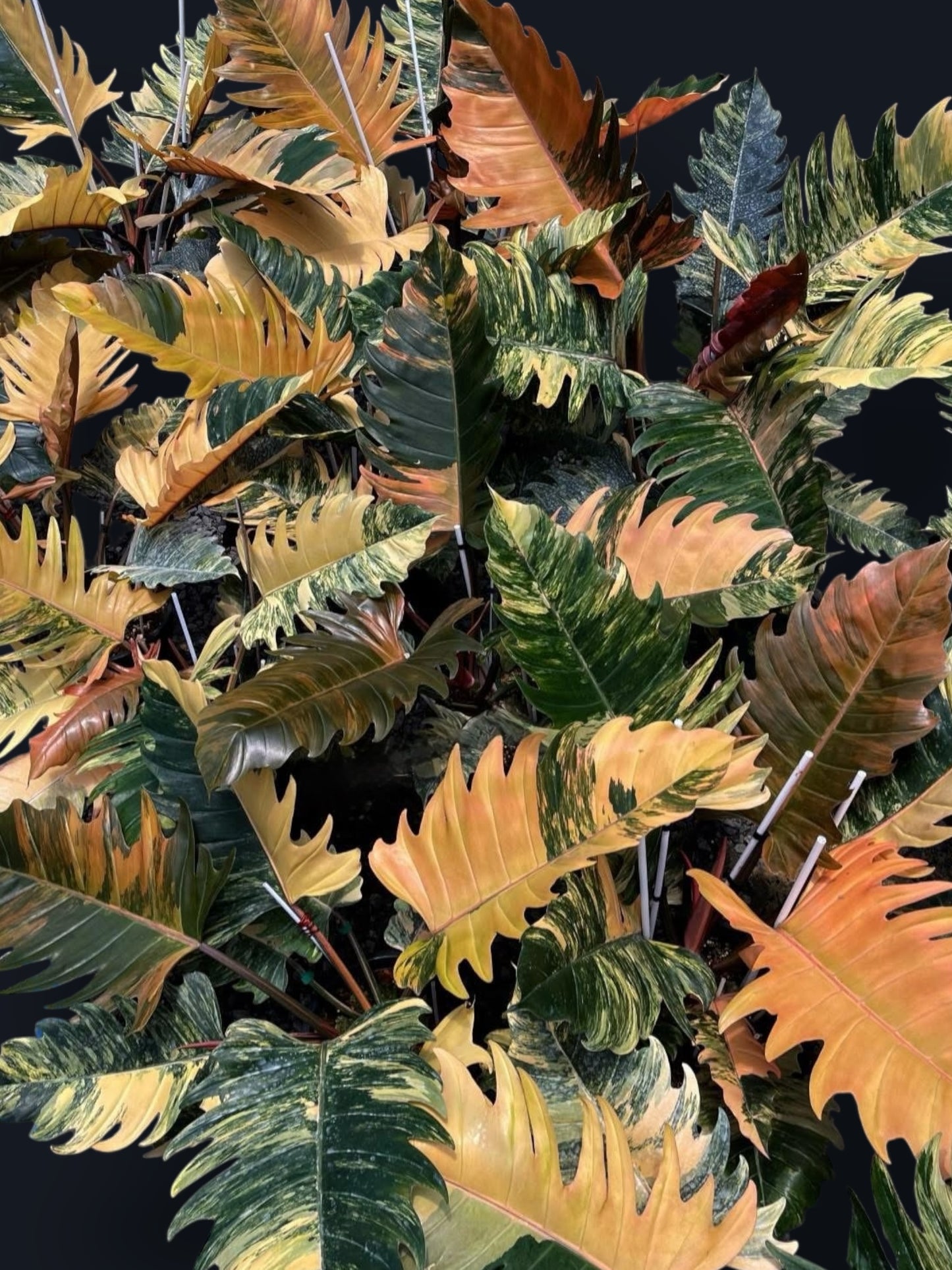 Philodendron Caramel Marble Variegated - Wholesale Sets