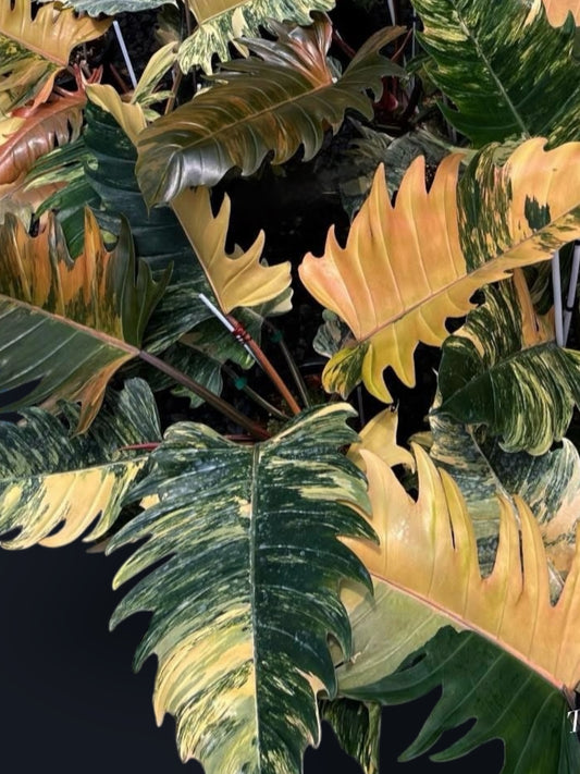 Philodendron Caramel Marble Variegated - Wholesale Sets