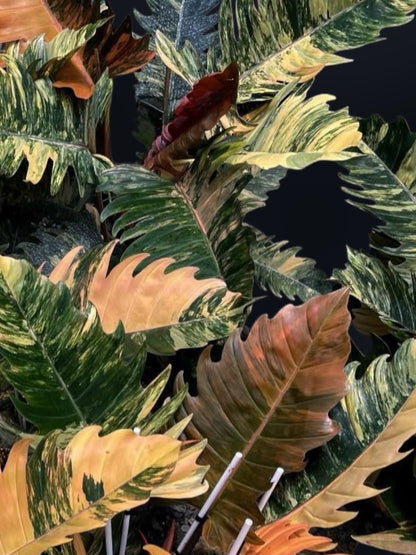 Philodendron Caramel Marble Variegated - Wholesale Sets