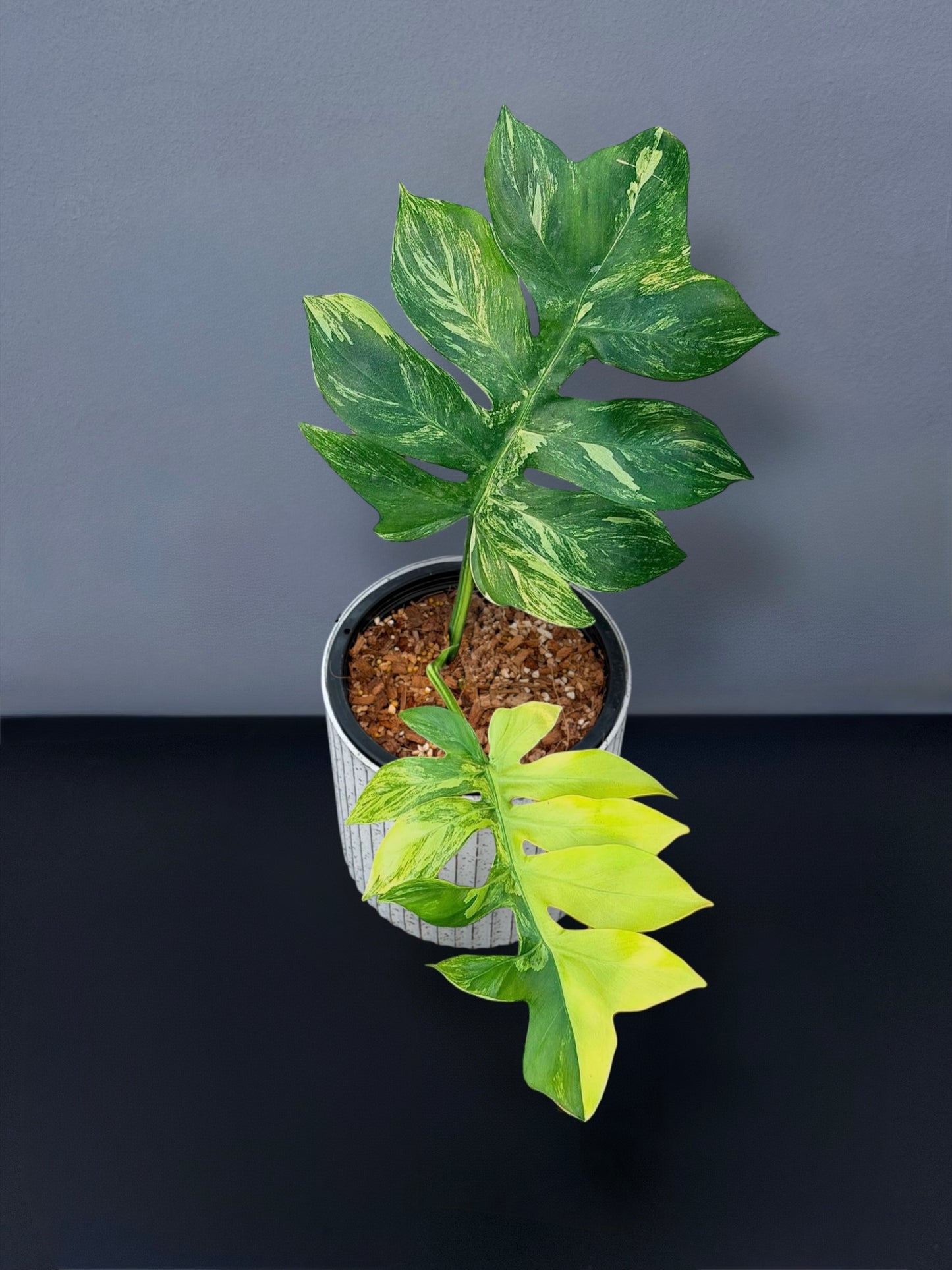Philodendron Distantilobum Variegated