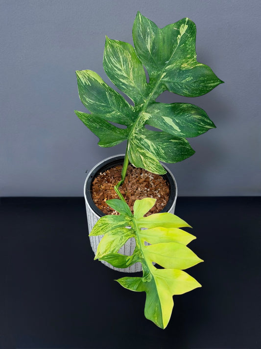 Philodendron Distantilobum Variegated
