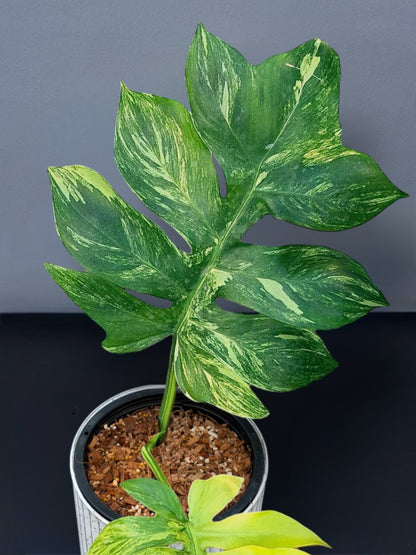 Philodendron Distantilobum Variegated