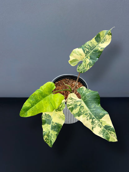 Philodendron Domesticum Variegated