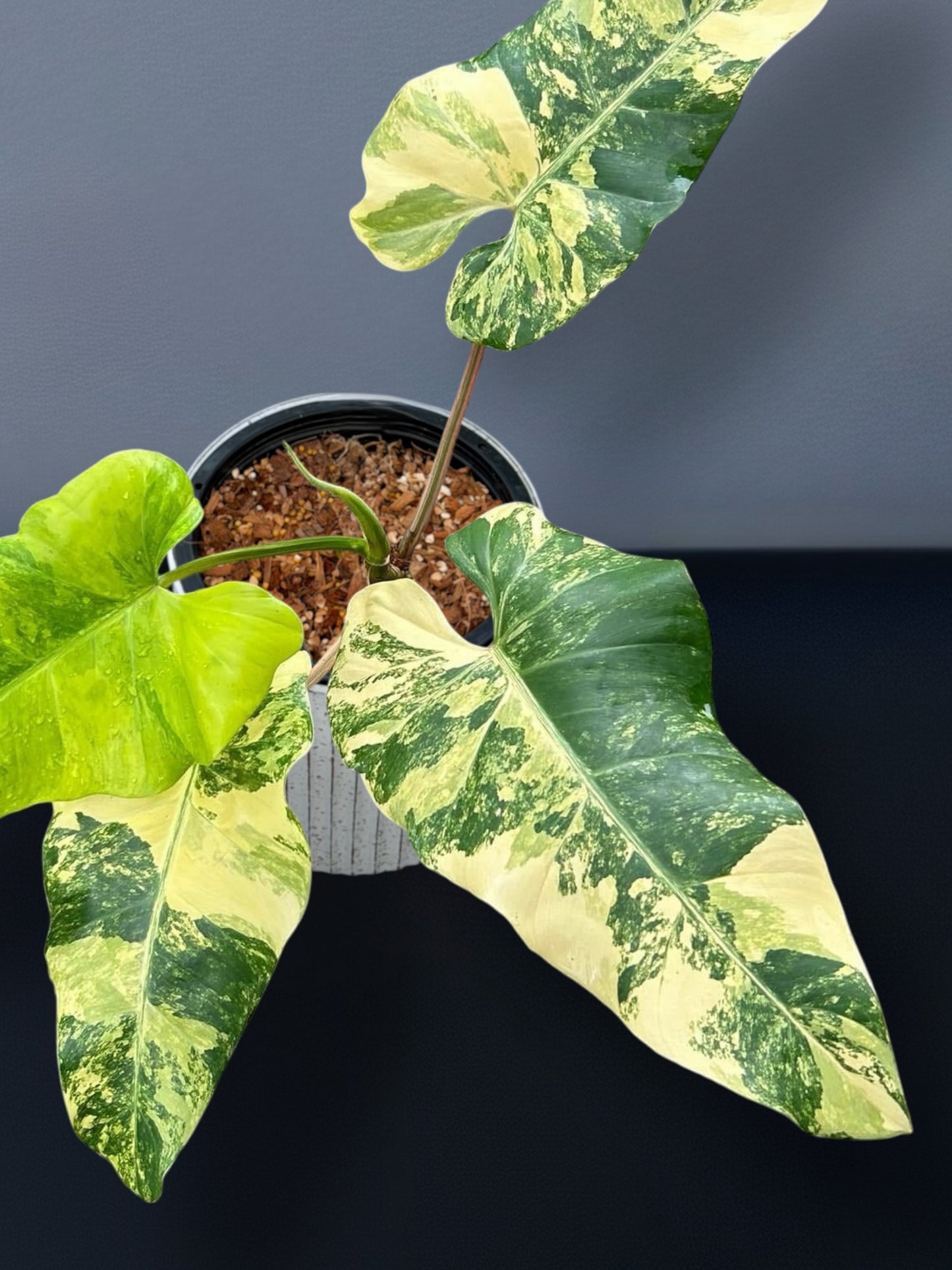 Philodendron Domesticum Variegated