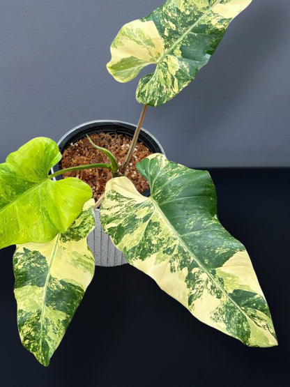 Philodendron Domesticum Variegated