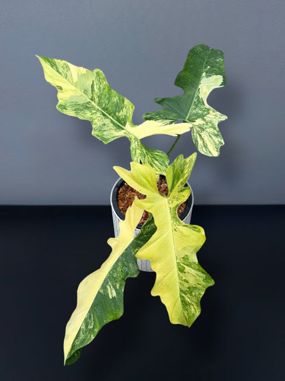 Philodendron (Florida Beauty × Mayoi) × Bob Cee Variegated