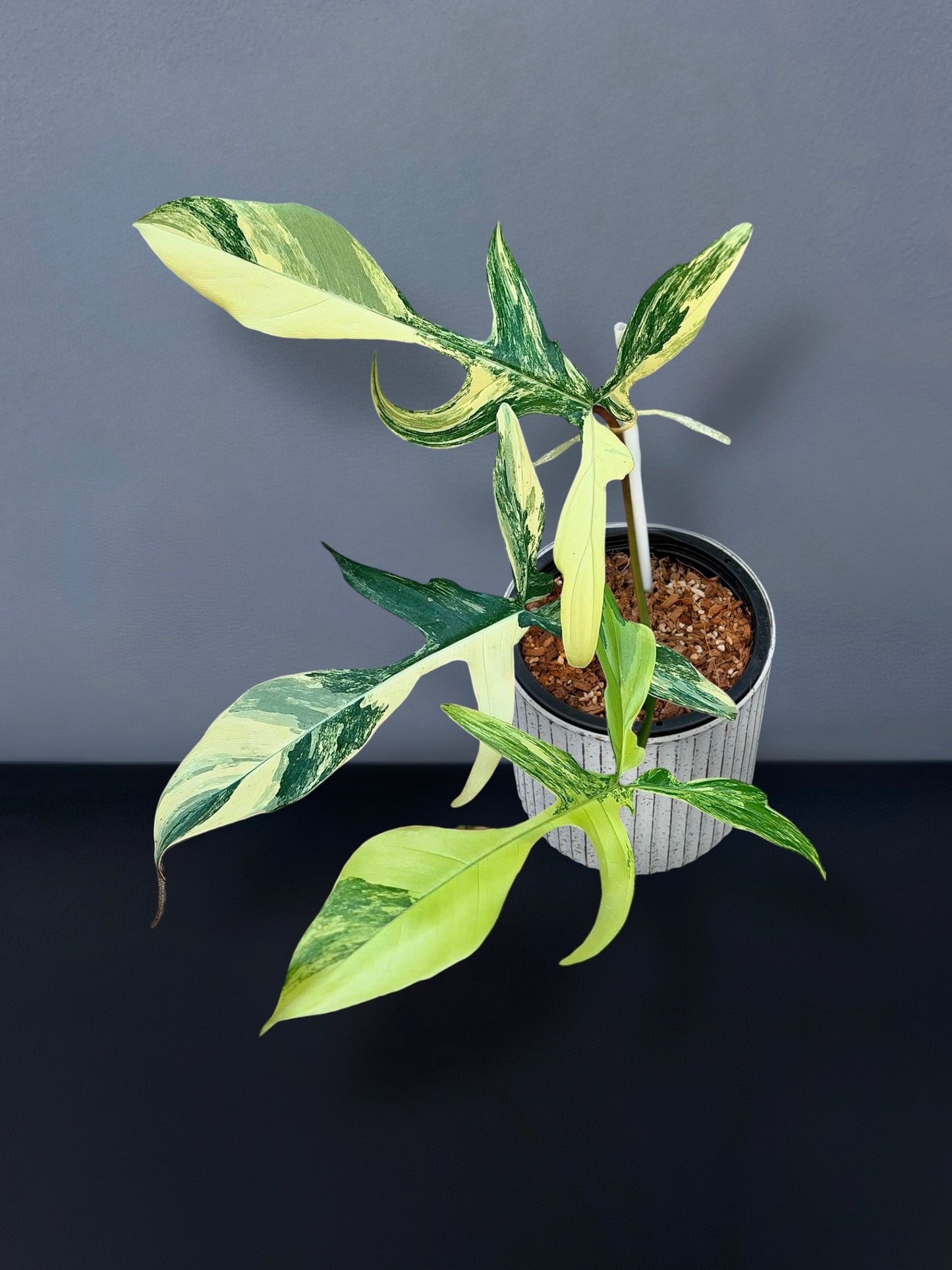 philodendron florida green vs beauty Philodendron Florida Beauty x Joepii Variegated – Siamplantes