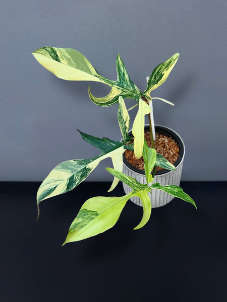Philodendron Florida Beauty x Joepii Variegated – Siamplantes