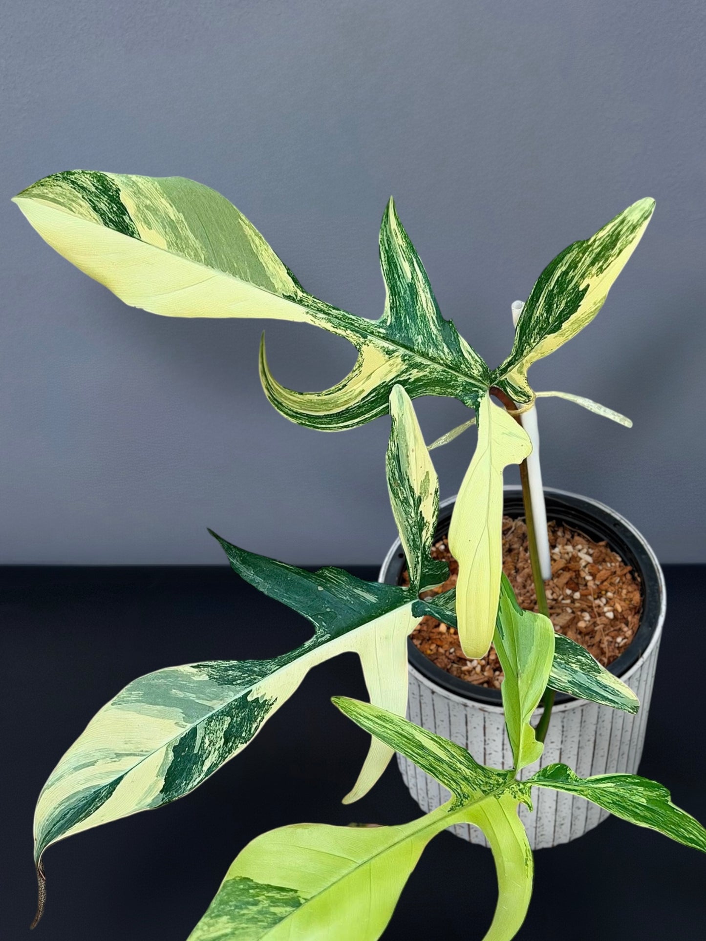 Philodendron Florida Beauty x Joepii Variegated