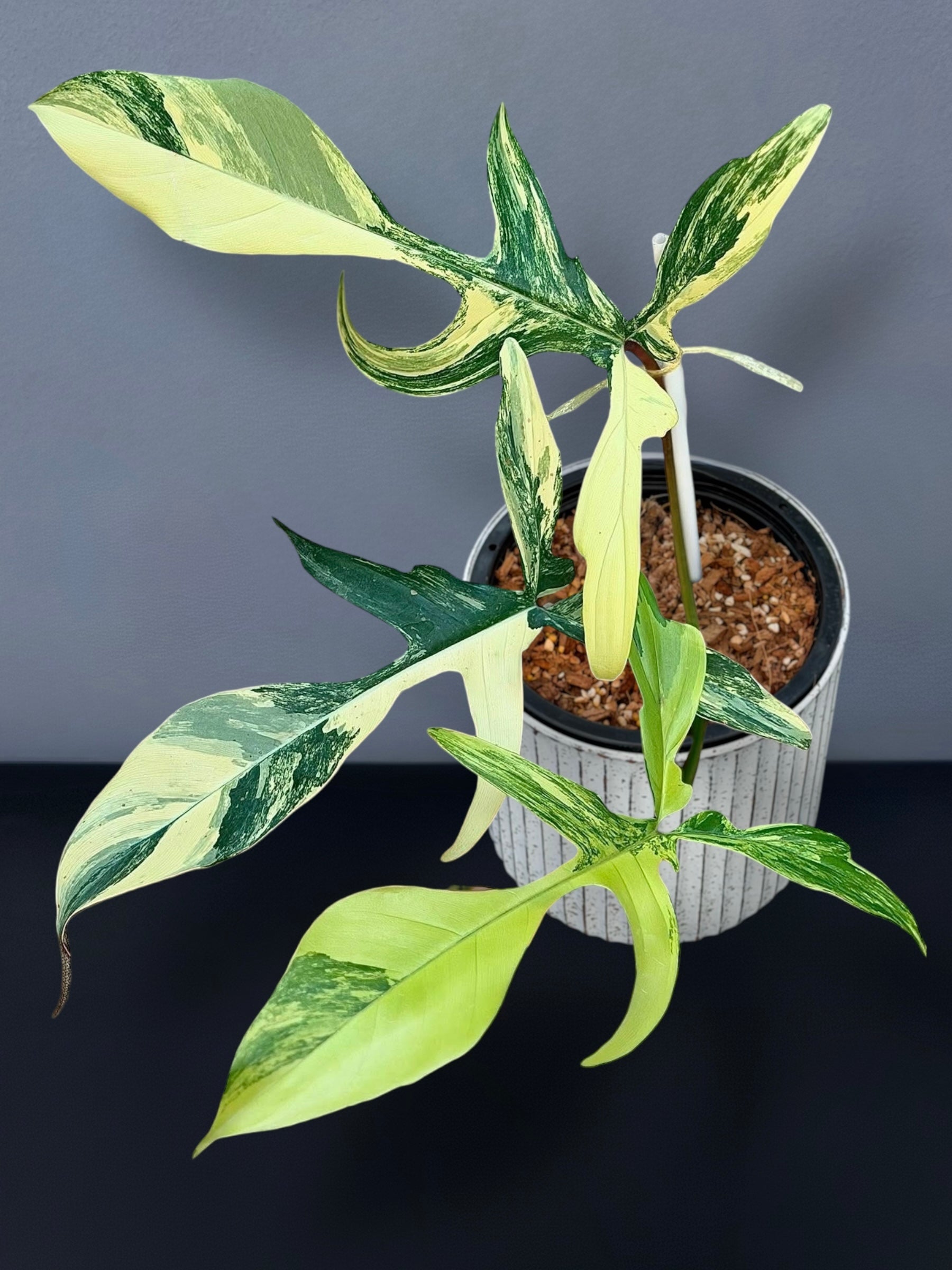Philodendron Florida Beauty x Joepii Variegated – Siamplantes