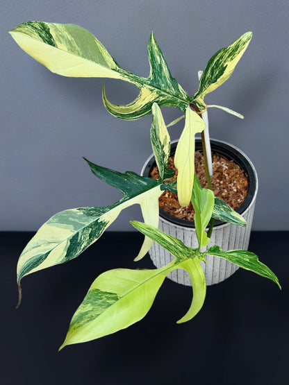 philodendron florida beauty variegated Philodendron Florida Beauty x Joepii Variegated