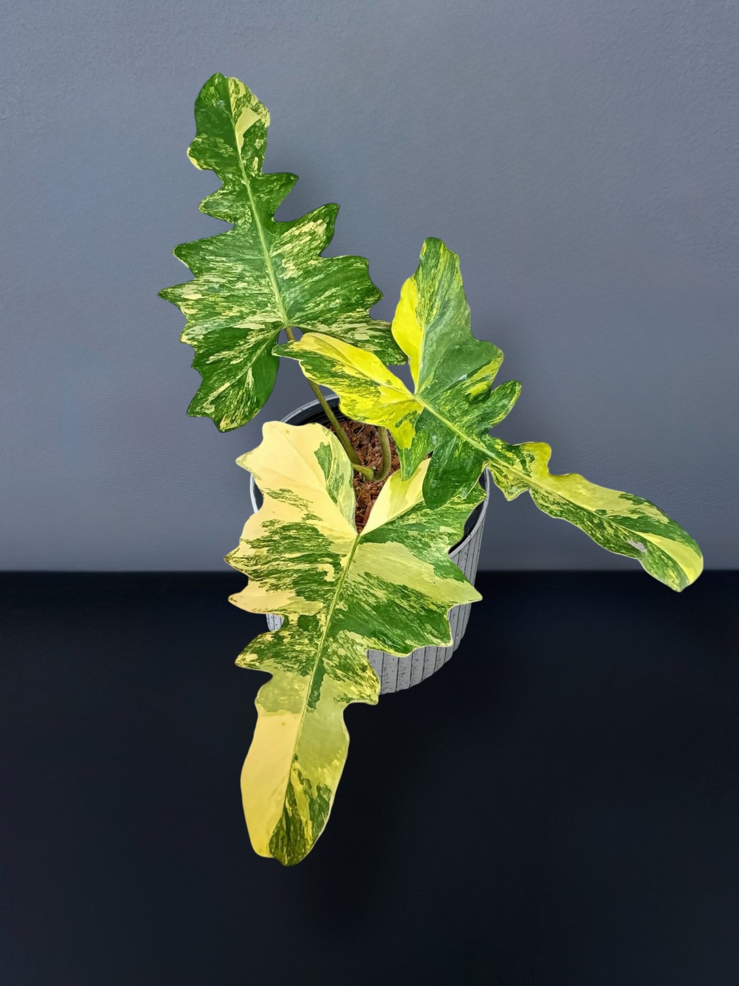 Philodendron Florida Beauty x Mayoi Variegated