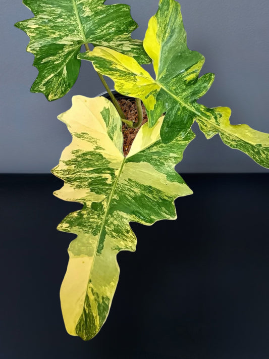 Philodendron Florida Beauty x Mayoi Variegated