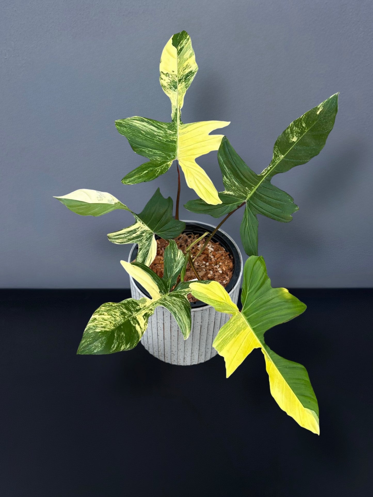 Philodendron (Florida Beauty x Mayoi) x Squamiferum Variegated