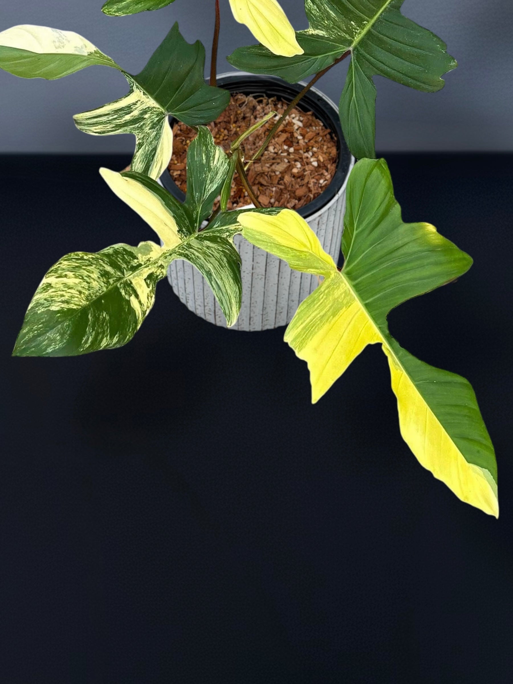 Philodendron (Florida Beauty x Mayoi) x Squamiferum Variegated