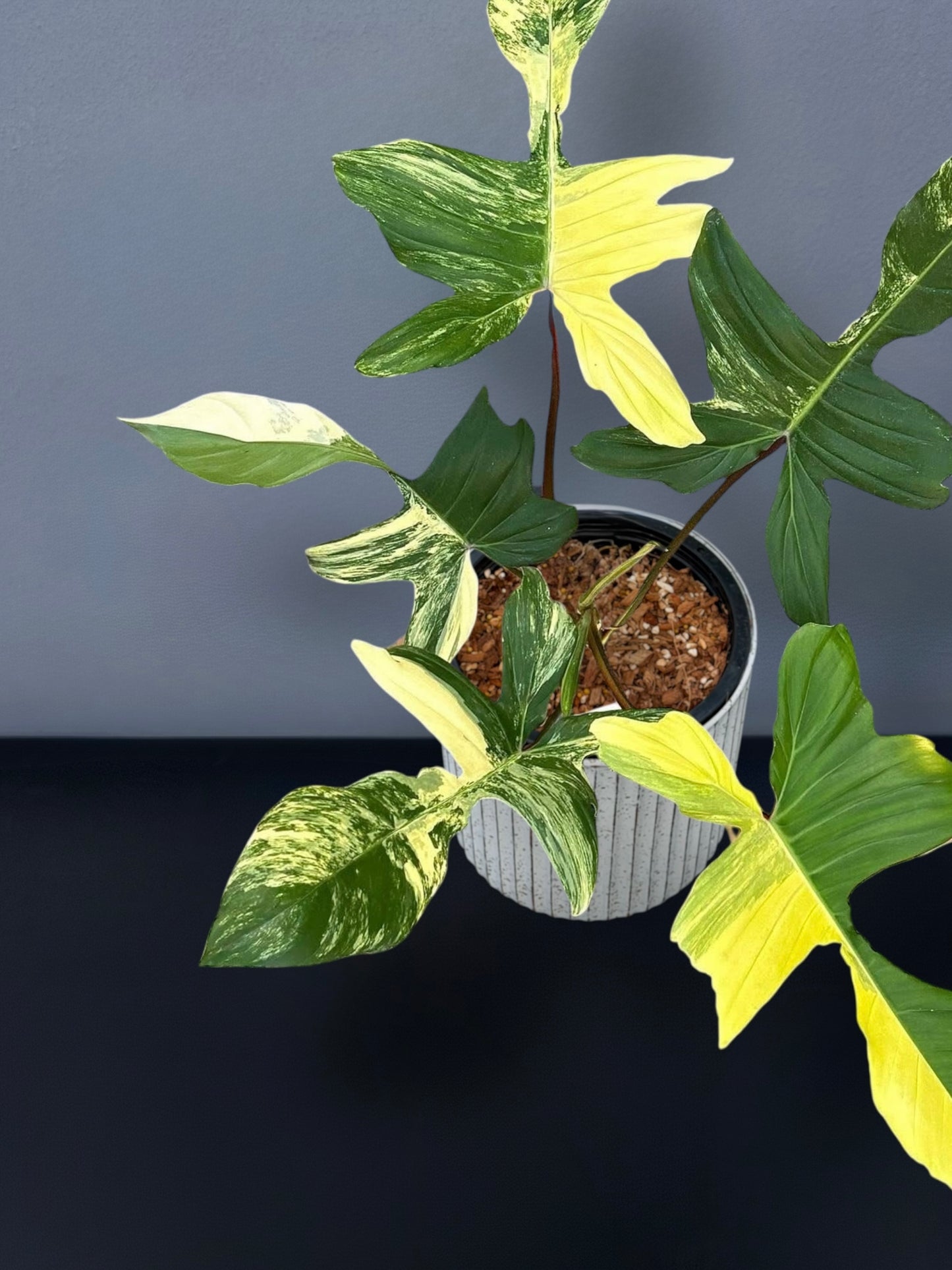 Philodendron (Florida Beauty x Mayoi) x Squamiferum Variegated