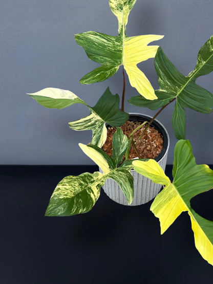 Philodendron (Florida Beauty x Mayoi) x Squamiferum Variegated