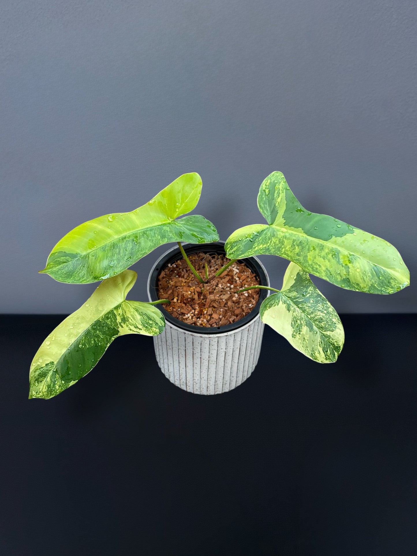 Philodendron Florida Beauty x Paraiso Variegated