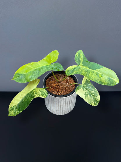 Philodendron Florida Beauty x Paraiso Variegated
