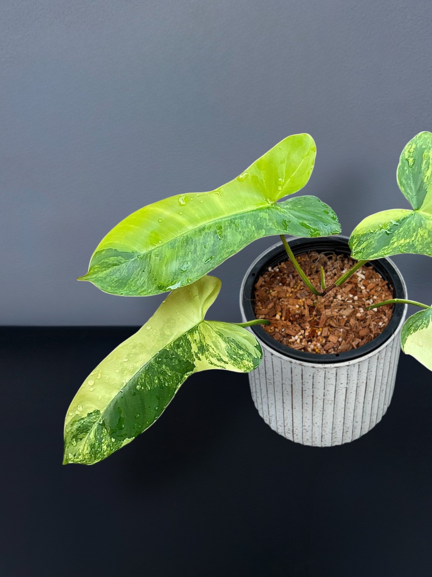 Philodendron Florida Beauty x Paraiso Variegated