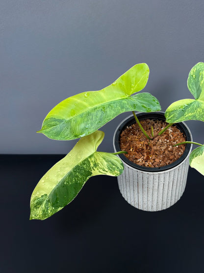 Philodendron Florida Beauty x Paraiso Variegated