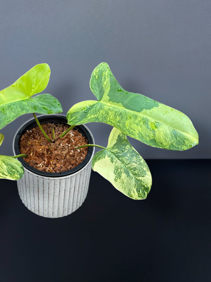 Philodendron Florida Beauty x Paraiso Variegated