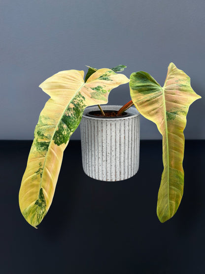 Philodendron Florida Beauty x Patriciae Variegated