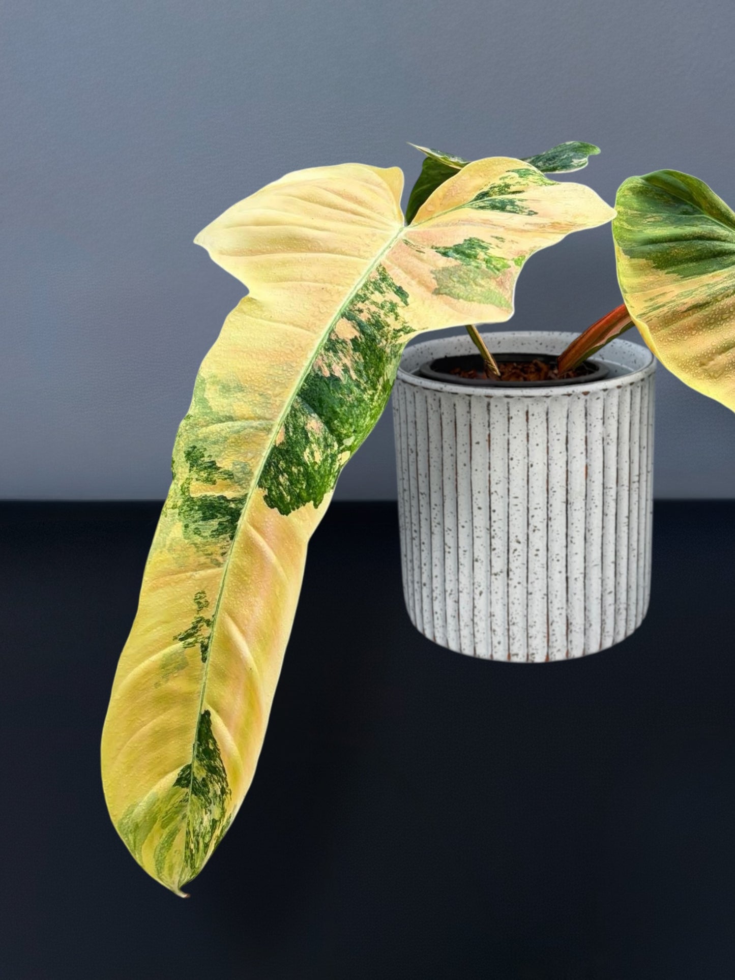 Philodendron Florida Beauty x Patriciae Variegated