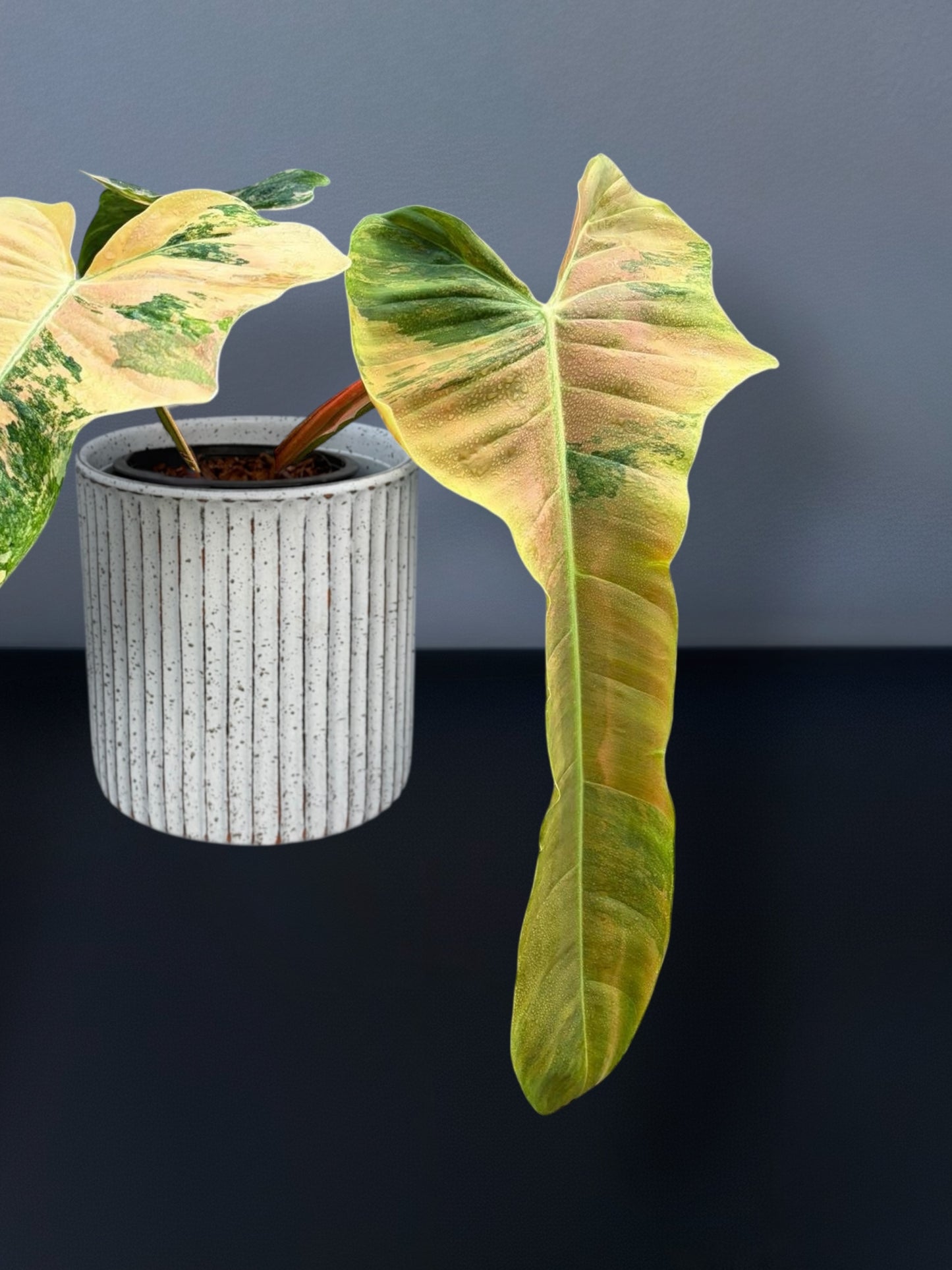 Philodendron Florida Beauty x Patriciae Variegated