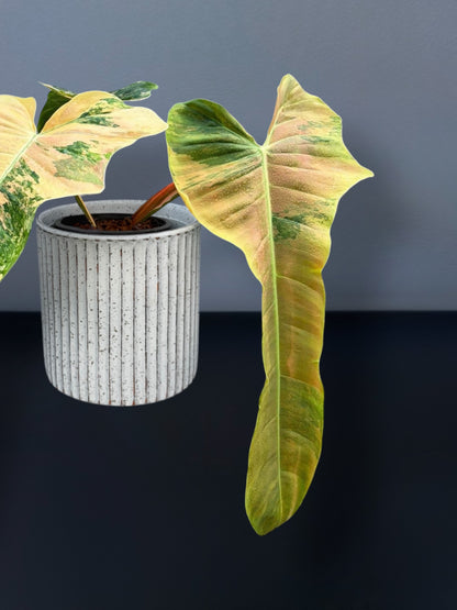 Philodendron Florida Beauty x Patriciae Variegated