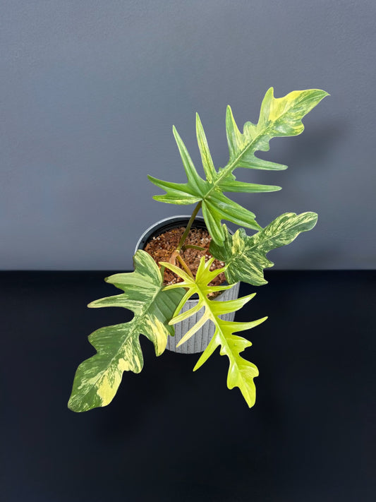 Philodendron Florida Beauty x Tortum Variegated