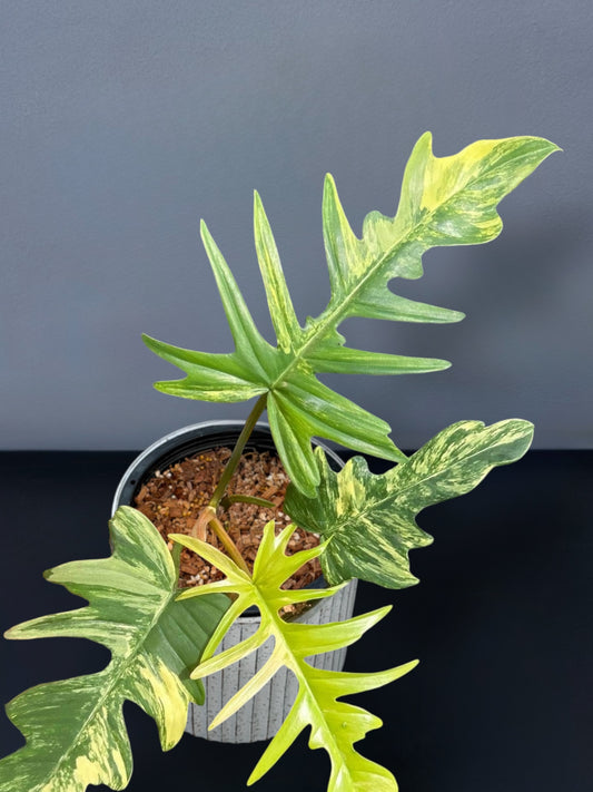 Philodendron Florida Beauty x Tortum Variegated