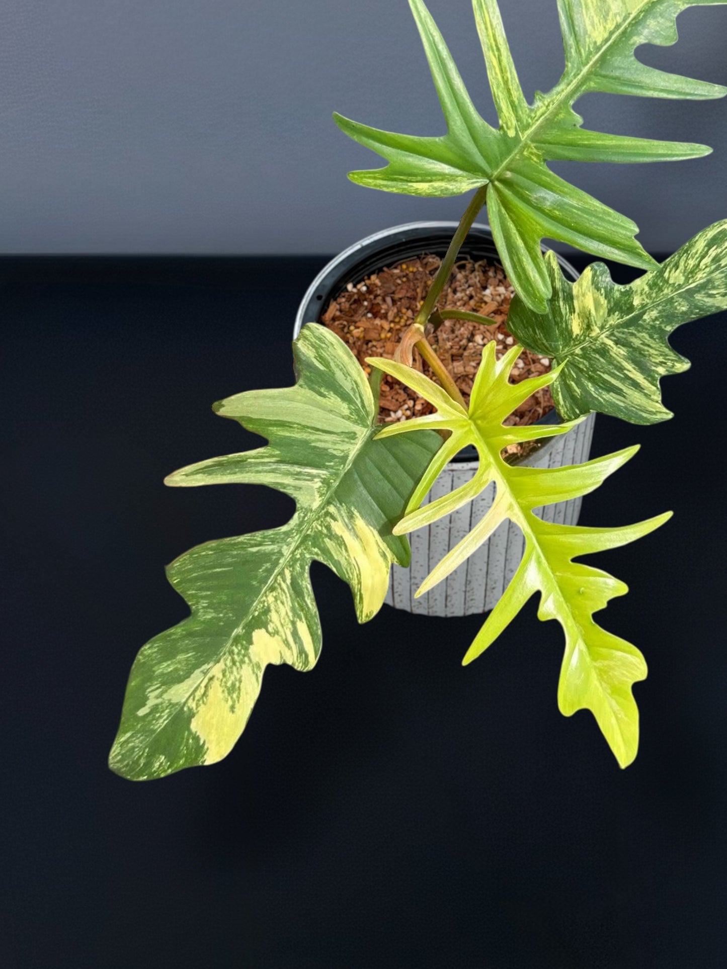 Philodendron Florida Beauty x Tortum Variegated